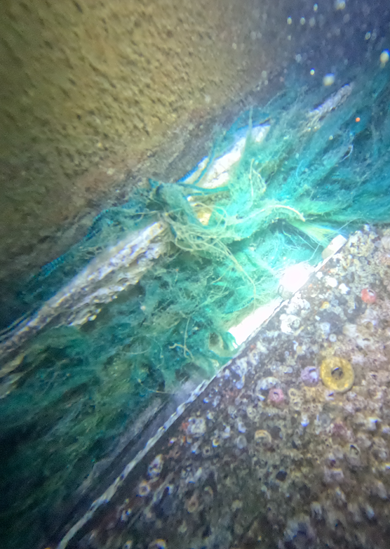 Seaweed